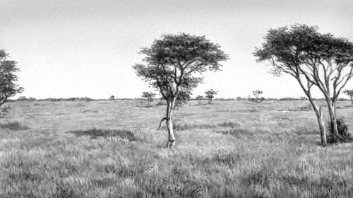 Злаковая саванна с акациями (Ботсвана)
