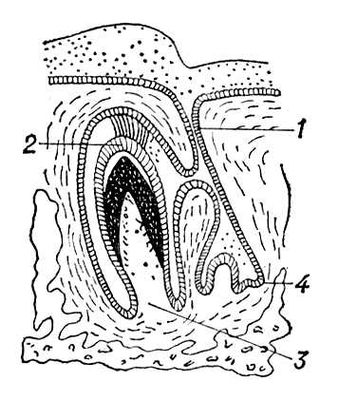 Зуб млекопитающего (схема)
