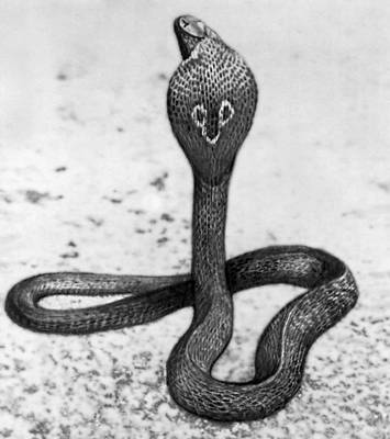 Индийская очковая змея