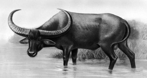 Индийский буйвол