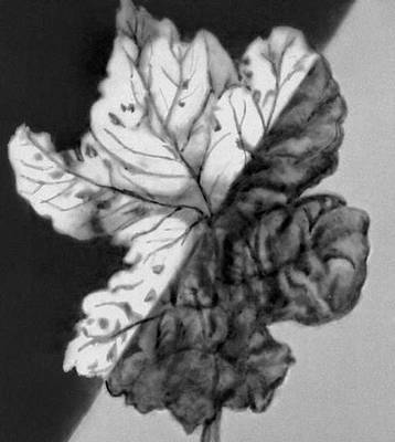 Инфракрасная фотография (лист дерева)