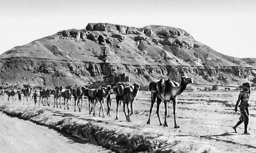 Караван верблюдов (Йемен)