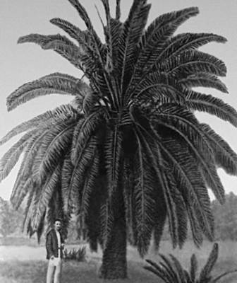 Канарская финиковая пальма (Сухуми)