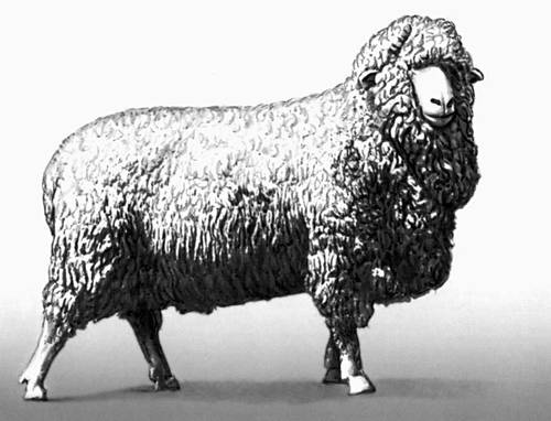 Киргизская тонкорунная овца