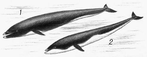 Китовидные дельфины