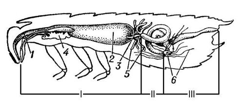 Кишечный канал насекомого (схема)