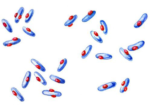 Клетки уксуснокислых бактерий с зёрнами метахроматина