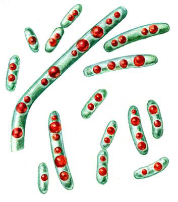 Клетки спороносной бактерии с каплями жира