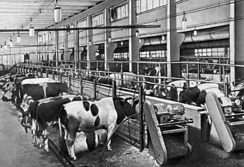 Комплекс по откорму крупного рогатого скота (Рязанская область)