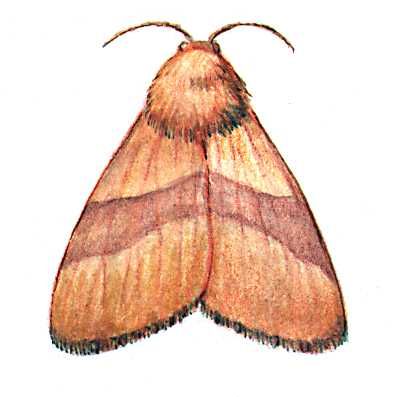 Кольчатый шелкопряд (бабочка)