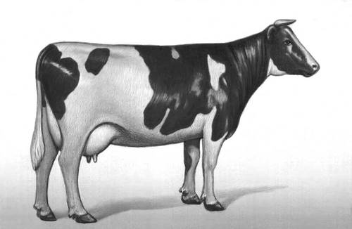 Корова голландской чёрно-пёстрой породы