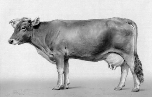 Корова алатауской породы