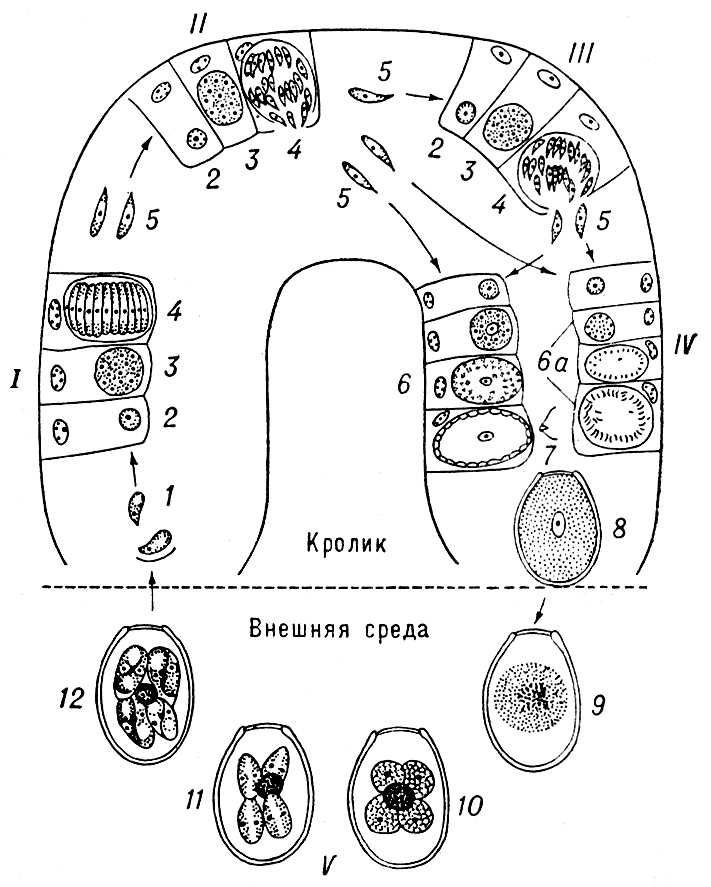 Кокцидия (цикл развития)