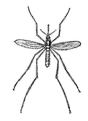 Комар Culex pipiens