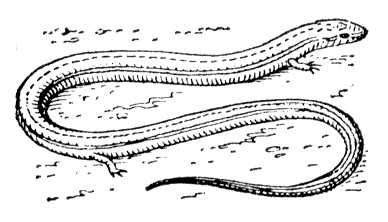 Коротконогая змееящерица