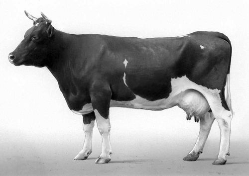 Корова аулиеатинской породы