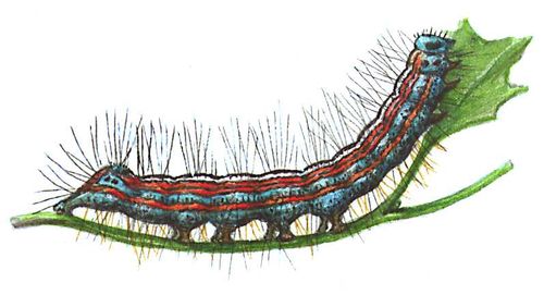 Кольчатый шелкопряд (гусеница)