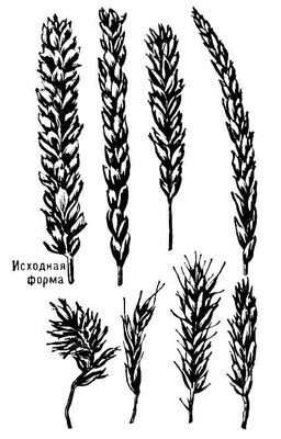 Колосья нуллисомиков пшеницы