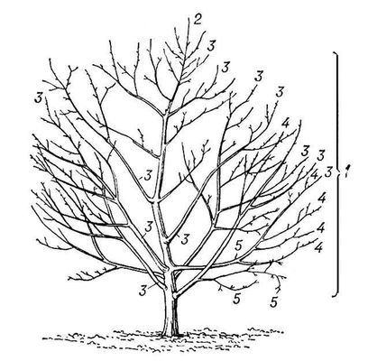 Крона плодового дерева. Схема строения