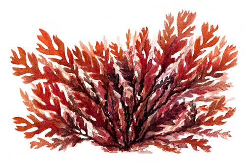 Красные водоросли ( фото) - фото - картинки и рисунки: скачать бесплатно