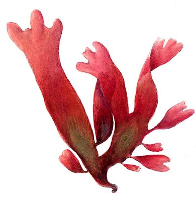Красные водоросли. Родимения