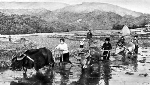 Лаос. Обработка рисового поля