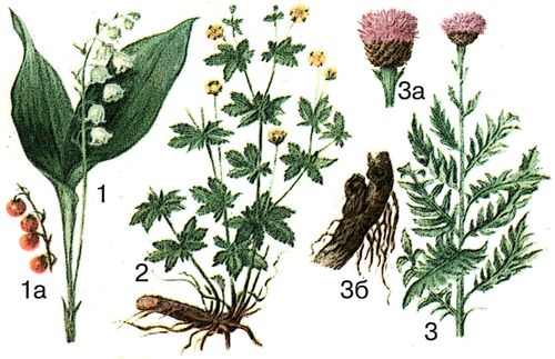 Лекарственные растения (примеры)