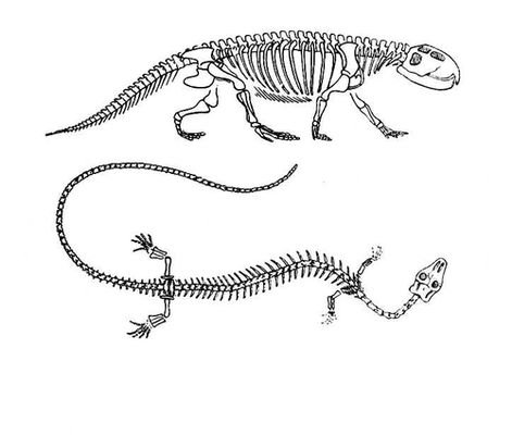 Лепидозавры