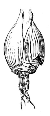 Луковица лука-севка, пораженная нематодой