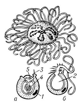Медуза крестовик и её стрекательные клетки
