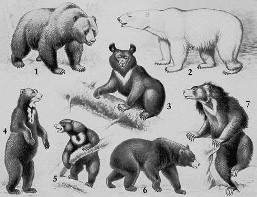 Медведи