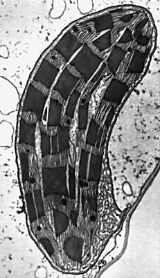 Микрофотография хлоропласта