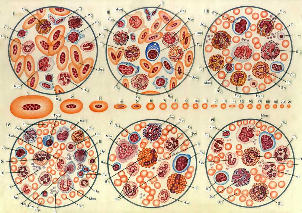 Микроскопическая картина крови