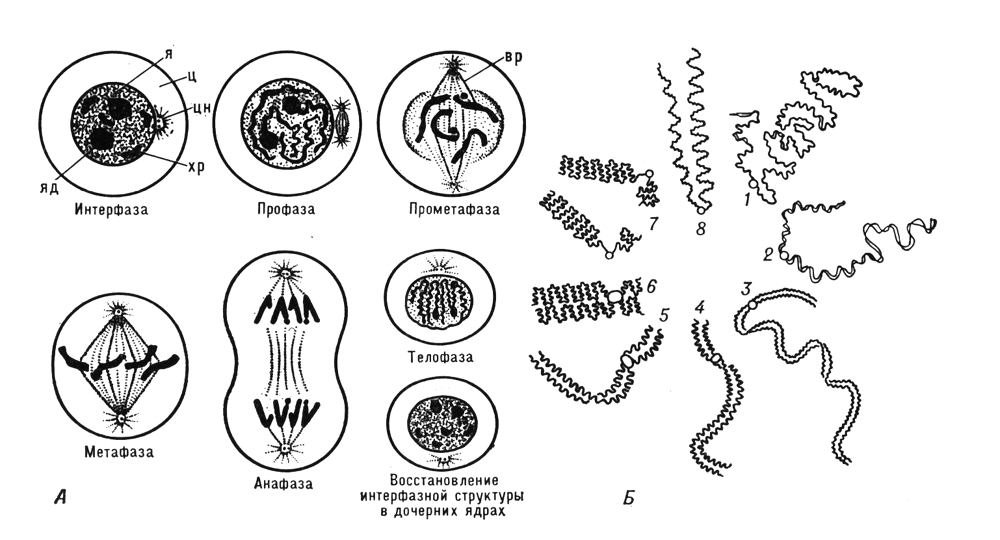 Митоз и изменение внешнего вида хромосом (схемы)