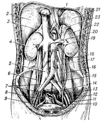 Мочевые органы человека