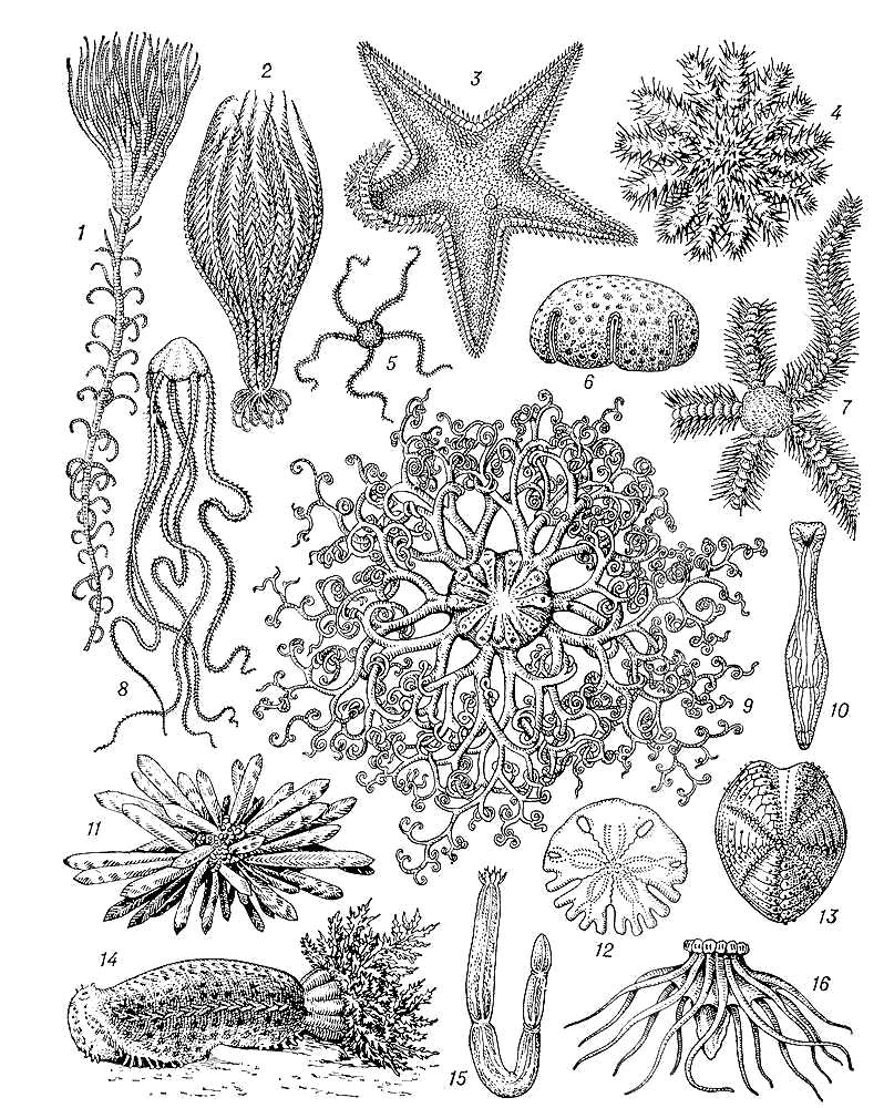 Морские лилии и офиуры
