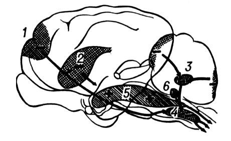 Мозг кошки (схематическое изображение)