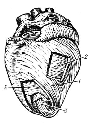 Мышечные слои сердца