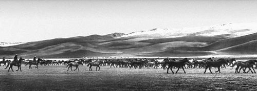 Нарынская область. Табун лошадей на пастбище
