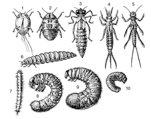 Нимфы насекомых (примеры)