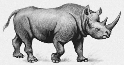 Носорог двурогий