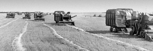 Обмолот пшеницы (Запорожская область)