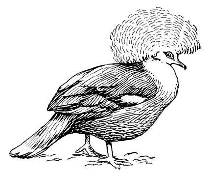 Обыкновенный венценосный голубь
