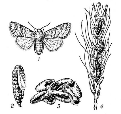 Обыкновенная зерновая совка