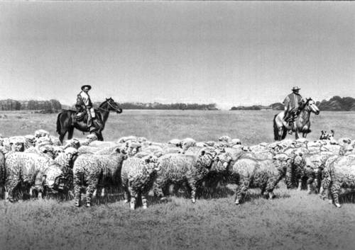 Овцеводческая ферма (Букалему, Чили)