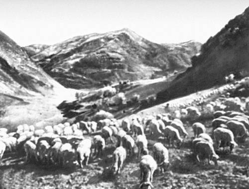 Овцы на горном пастбище (Юго-Осетинская АО)