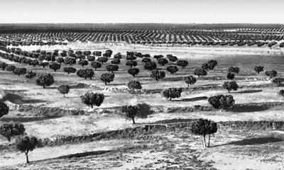 Оливковые рощи (Тунис)