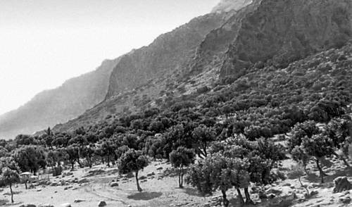 Оливковые насаждения (Кипр)