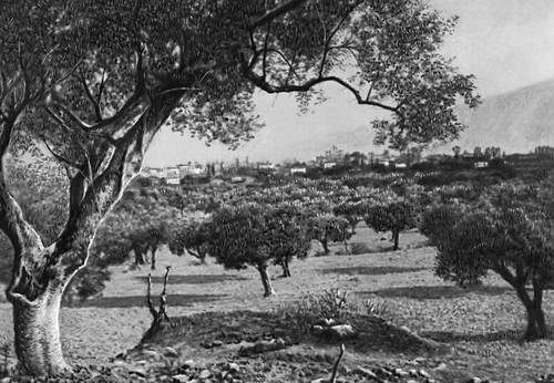 Оливковые деревья (Греция)