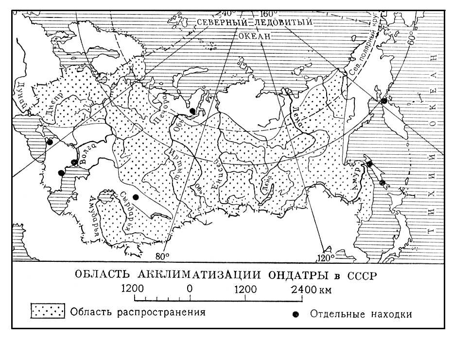 Ондатра (область акклиматизации)